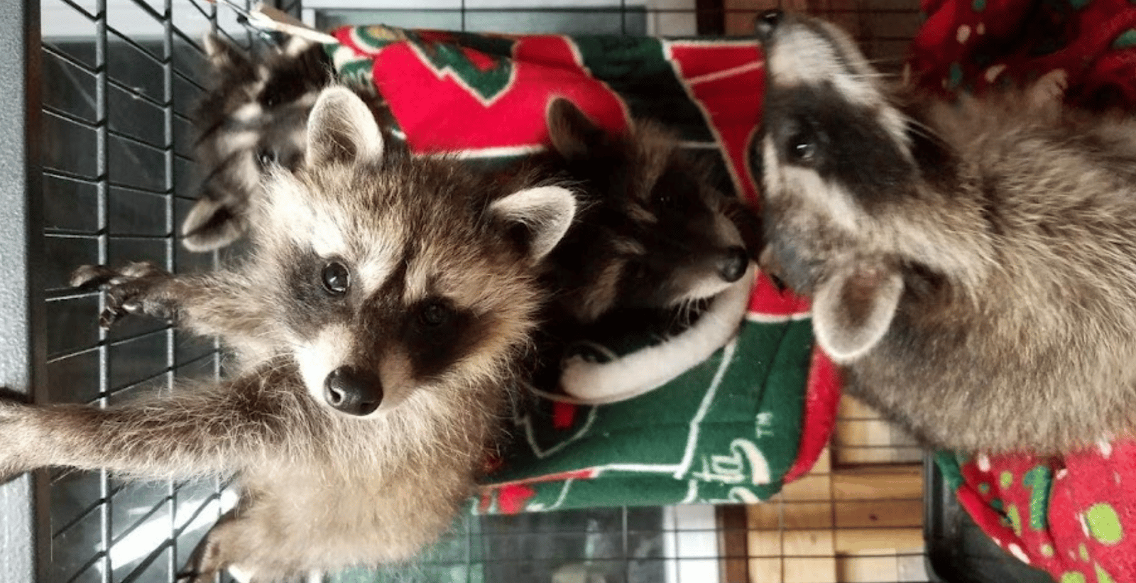 Central Minnesota Wildlife Rehabilitation